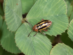 Disonycha admirabila