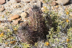 Austrocactus bertinii