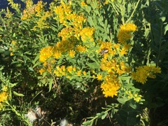 Solidago