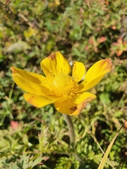 Pulsatilla aurea