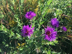 Symphyotrichum novae-angliae