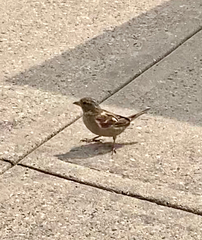 Passer domesticus