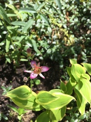 Tricyrtis formosana