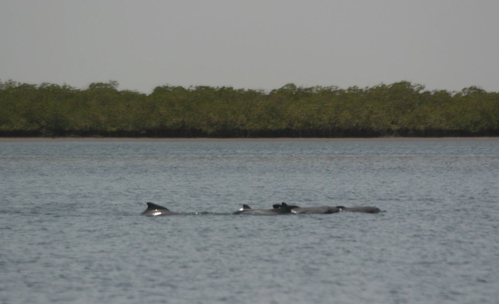 Group of Atlantic humpback dolphins at the surface in front of a mangrove shoreline in the Saloum Delta, Senegal