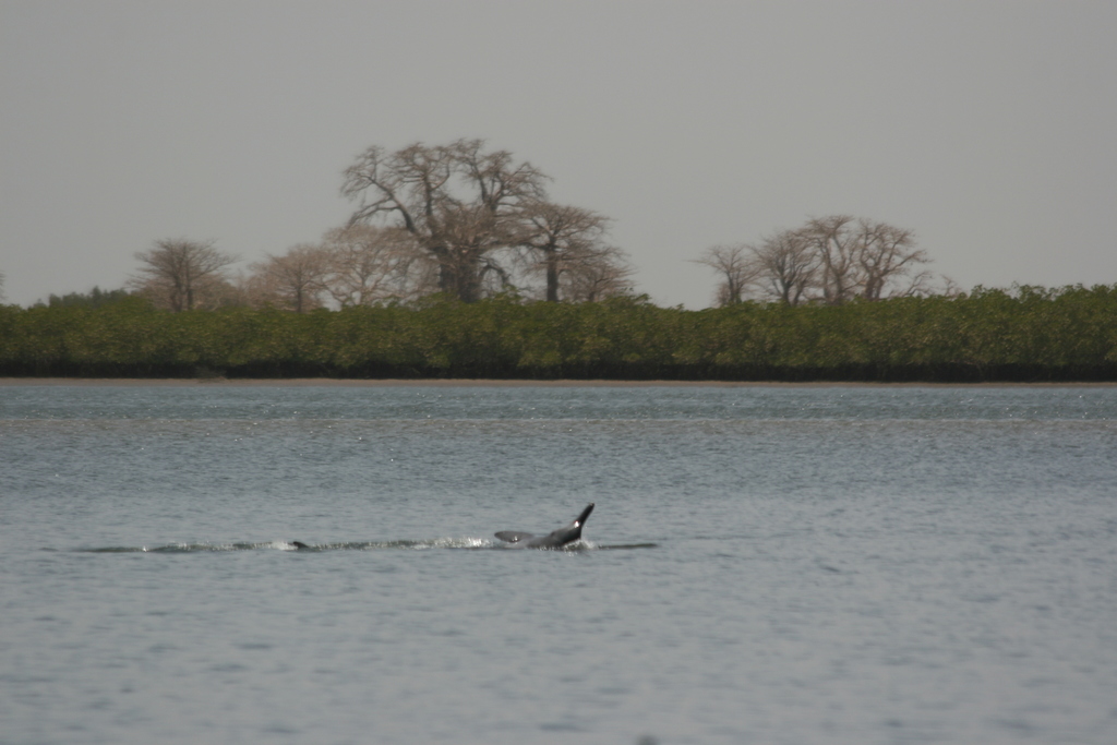 Atlantic Humpbacked Dolphin
