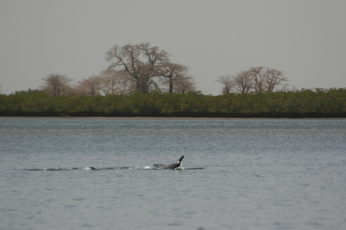 Atlantic Humpback Dolphin