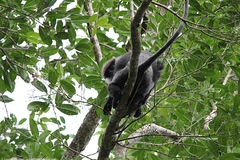 Semnopithecus vetulus