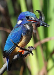 Alcedo semitorquata