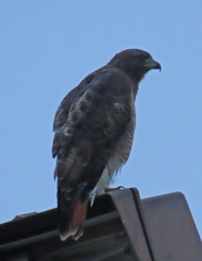 Buteo jamaicensis