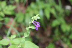 Scutellaria dumetorum