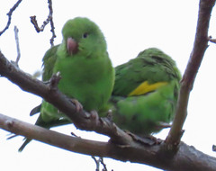 Brotogeris chiriri