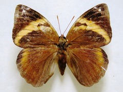 Opsiphanes cassina chiriquensis