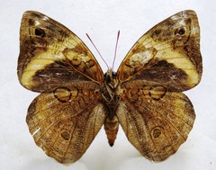 Opsiphanes cassina chiriquensis