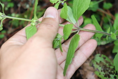 Scutellaria dumetorum
