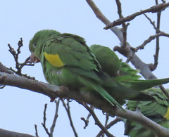 Brotogeris chiriri