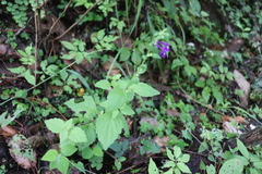 Scutellaria dumetorum