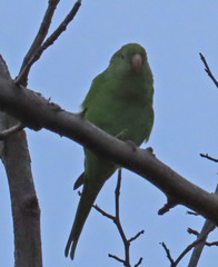 Brotogeris chiriri