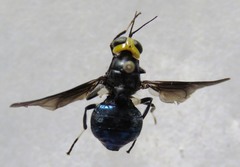 Cyphomyia varipes