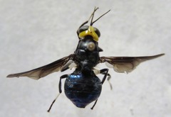Cyphomyia varipes