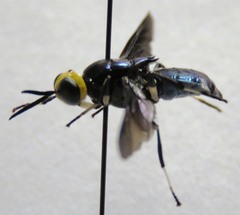 Cyphomyia varipes