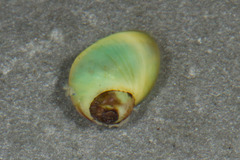 Littorinimorpha