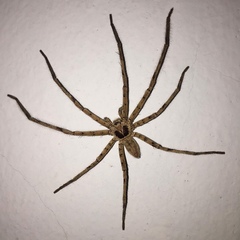 Heteropoda venatoria