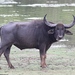 Domestic Water Buffalo - Photo (c) Guenther Eichhorn, some rights reserved (CC BY-NC), uploaded by Guenther Eichhorn