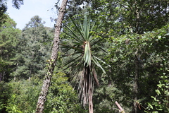 Yucca jaliscensis