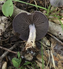 Cortinarius deceptivus