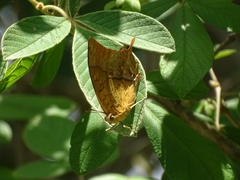 Charaxes varanes vologeses