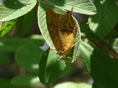 Charaxes varanes vologeses