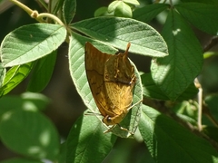 Charaxes varanes vologeses