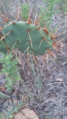 Opuntia leptocarpa