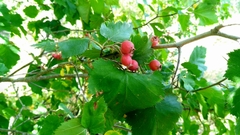 Crataegus