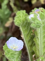 Phacelia ixodes