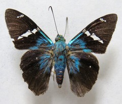 Telegonus azul