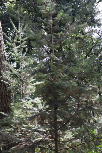 Michoacán fir (Abies flinckii)
