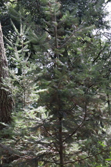 Abies flinckii