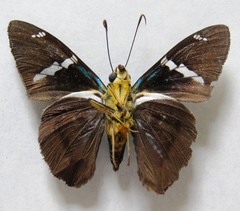 Telegonus azul