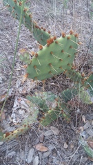 Opuntia leptocarpa