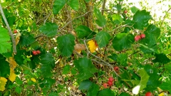 Crataegus