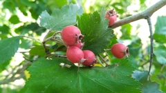 Crataegus