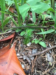 Juniperus bermudiana
