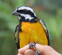 Spindalis nigricephala