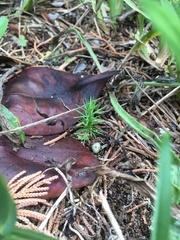 Juniperus bermudiana