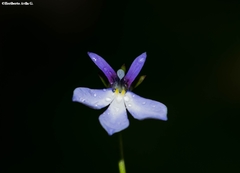 Lobelia nana
