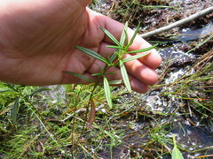 Hypericum densiflorum