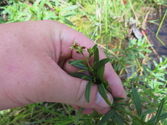 Hypericum densiflorum