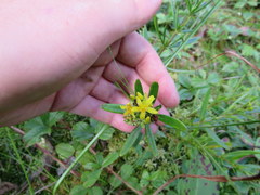 Hypericum densiflorum