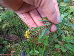 Hypericum densiflorum